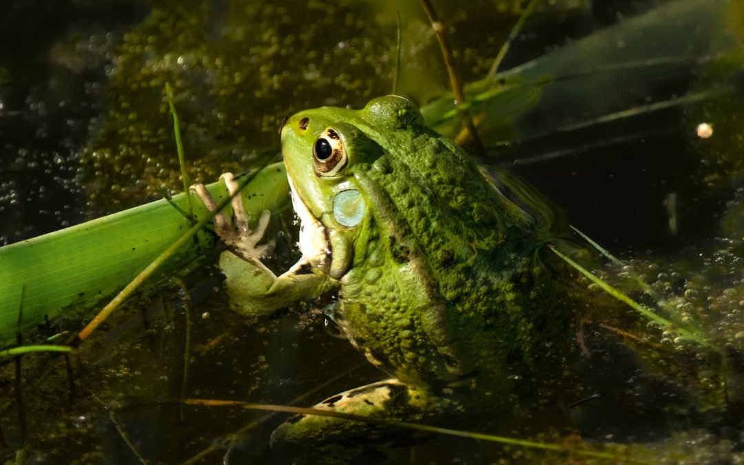 Wildlife around a pond