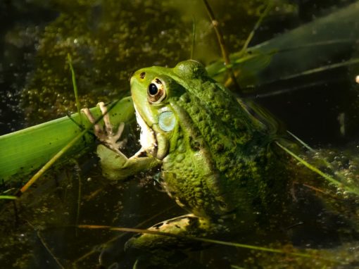 Wildlife around a pond